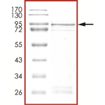 ALK (I1171N D1203N), Active
